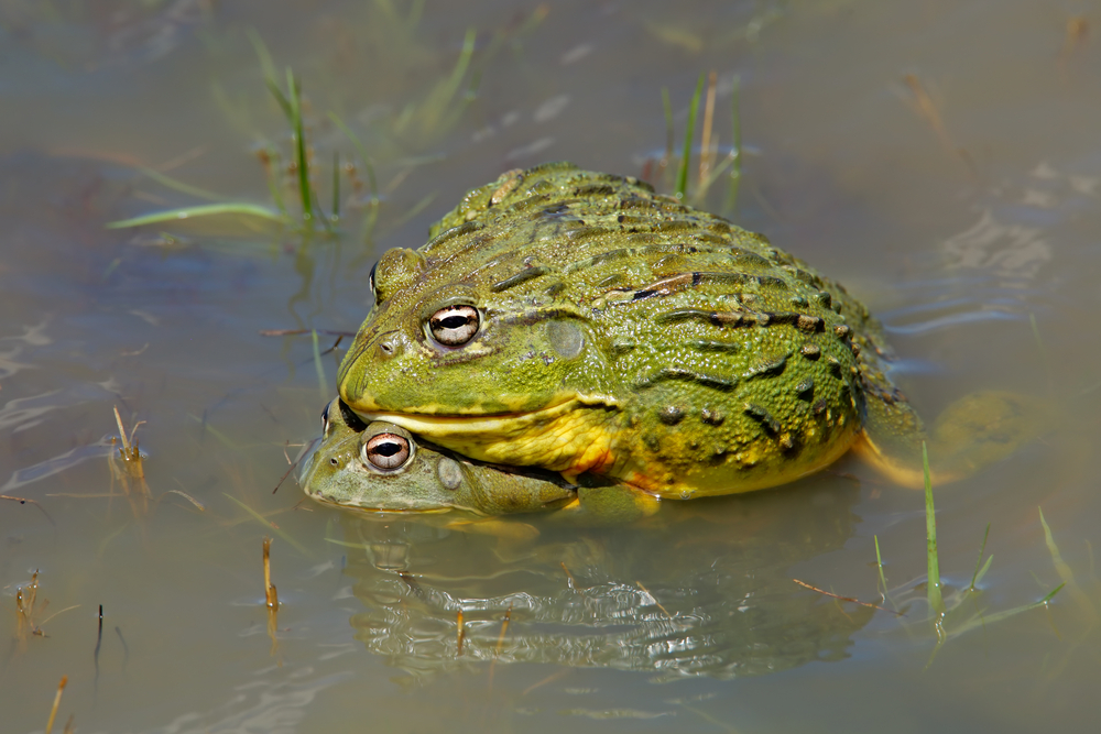 Bullfrogs in aplexus