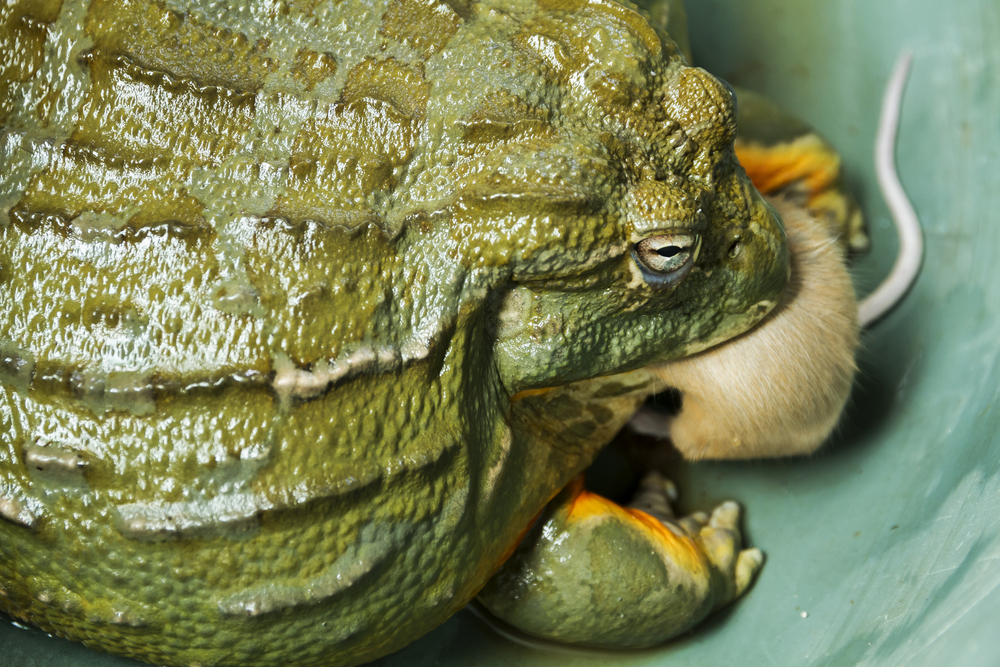 African bullfrog eats mouse.