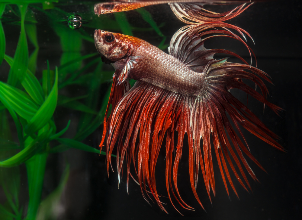 Siamese fighting fish are traditionally surface feeding fish