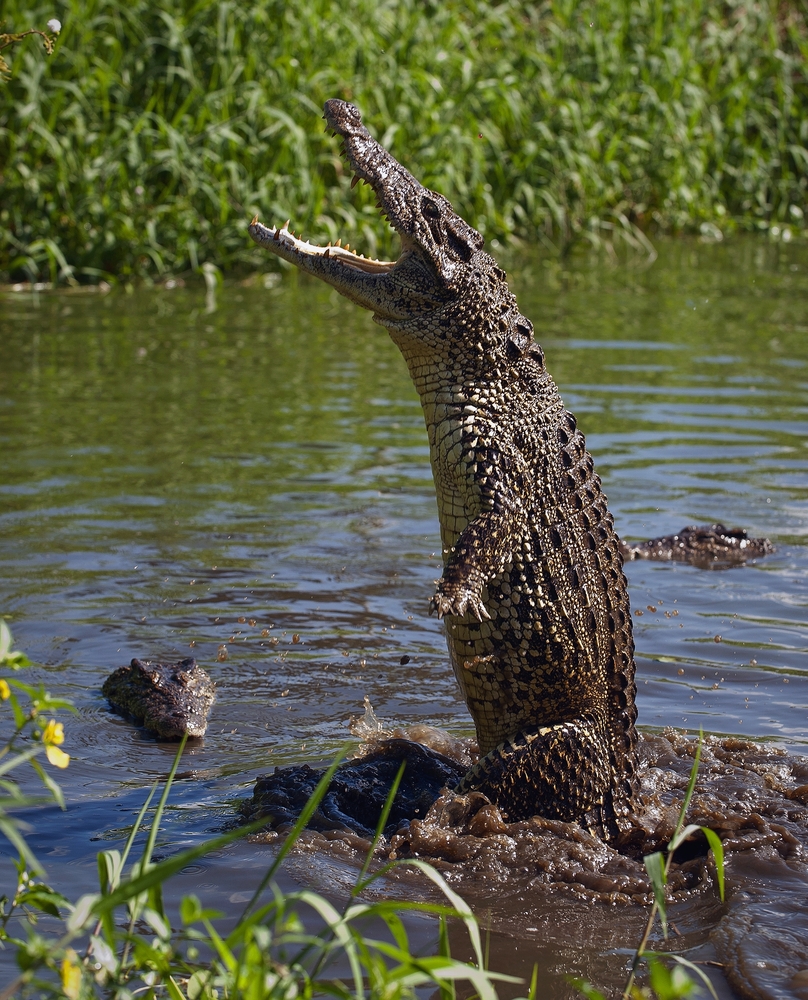 Crocodylus rhombifer leaping out of the water