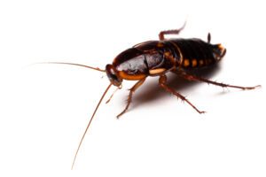 Turkestan Cockroach (Shelfordella lateralis)
