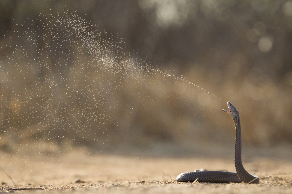 Mozambique Spitting Cobra (Naja mossambica)is a venomous species capable of spitting its venom