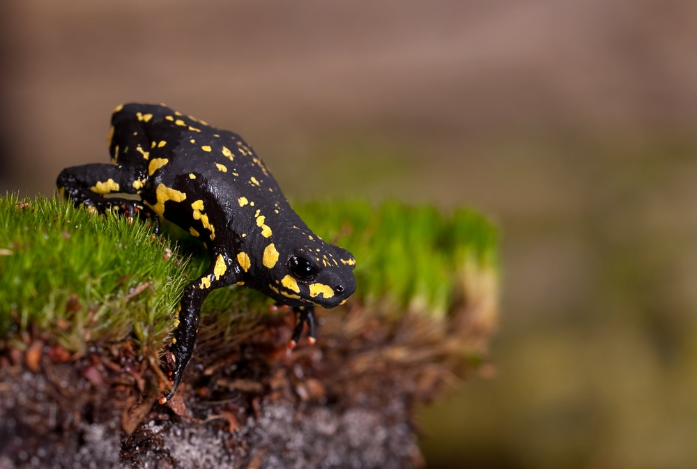 Bumblebee toad