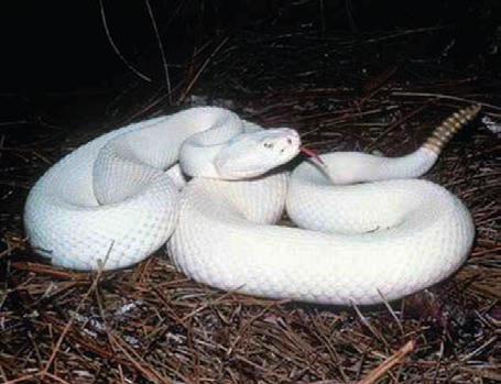 A Reptile Odyssey - Adventures of a Reptile Enthusiast