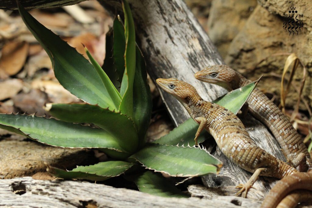Adult pair of alligator lizards
